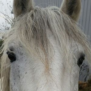 Meet your Posher, Peggy